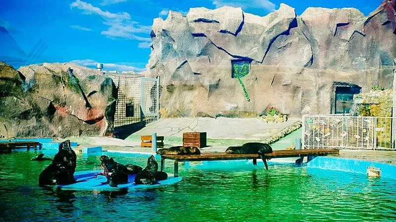 Морские львы у бассейна в Зоопарке Удмуртии