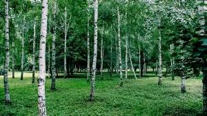 Березовая роща в Ижевске