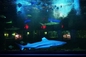 Акула и рыбы в аквариуме океанариума «Ocean Park»