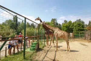 Люди смотрят на жирафов в сафари-парке